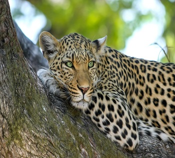 The Very Best 3 Days Tanzania Mid-range safari